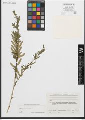 Foto von Salix purpurea L.